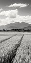 Black And White Field Photography In Japan: Mountains, Rice Paddy, And Soft Light Royalty Free Stock Photo