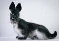 Black white figurine of dog porcelain