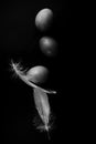 Black and white fine art photos of feathers and balancing eggs on black background with grain