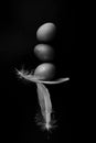 Black and white fine art photos of feathers and balancing eggs on black background with grain