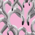 Black white flamingo head seamless pattern pink background Royalty Free Stock Photo