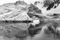 Black White Floating Blue Iceberg Arch Reflection Paradise Bay Skintorp Cove Antarctica Royalty Free Stock Photo