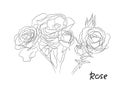 Black and white floral vector set. Isolated Hand drawn black contours of rose flowers on white background.