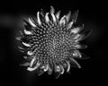 Black and white flower as a mini sunflower Royalty Free Stock Photo