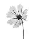 Black and white flower isolated on a black