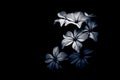 Black and white flower light and shade Royalty Free Stock Photo