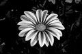 Black and White Flower Royalty Free Stock Photo