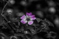 Black and White Flower Photograph Purple Lila