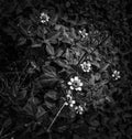 black and white flower tree