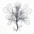 Black And White Flower X-ray Image In The Style Of Petrina Hicks