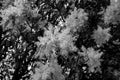 black and white Flowering ash Fraxinus ornus in spring Royalty Free Stock Photo