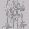 Black and white flowers on a gray background. Iris pattern