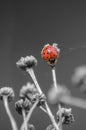 Black and White flowers and red ladybird Royalty Free Stock Photo