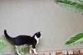 Cat walk on the brick ledge looking for birds