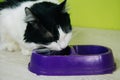 Black-white fluffy cat eats from a purple bowl on a green background. A two-colored cat licks its lips after eating Royalty Free Stock Photo