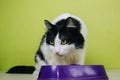 Black-white fluffy cat eats from a purple bowl on a green background. A two-colored cat licks its lips after eating Royalty Free Stock Photo