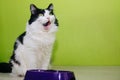 Black-white fluffy cat eats from a purple bowl on a green background. A two-colored cat licks its lips after eating Royalty Free Stock Photo