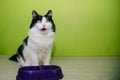 Black-white fluffy cat eats from a purple bowl on a green background. A two-colored cat licks its lips after eating Royalty Free Stock Photo