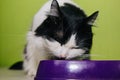 Black-white fluffy cat eats from a purple bowl on a green background. A two-colored cat licks its lips after eating Royalty Free Stock Photo