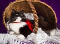 Black and white fluffy cat lies in a basket. Royalty Free Stock Photo