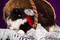 Black and white fluffy cat lies in a basket. Royalty Free Stock Photo