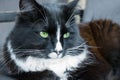 Black and white fluffy cat Royalty Free Stock Photo