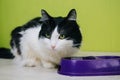 A black and white fluffy cat sits next to a purple bowl on a green background. A two-color cat is waiting for food from the owner Royalty Free Stock Photo