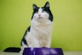 A black and white fluffy cat sits next to a purple bowl on a green background. A two-color cat is waiting for food from the owner Royalty Free Stock Photo