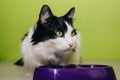 A black and white fluffy cat sits next to a purple bowl on a green background. A two-color cat is waiting for food from the owner Royalty Free Stock Photo