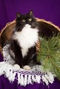 Black and white fluffy cat sitting near the basket Royalty Free Stock Photo