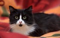 Black with white fluffy cat Royalty Free Stock Photo