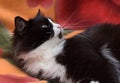 Black with white fluffy cat Royalty Free Stock Photo