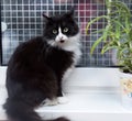 Black with white fluffy cat on a windowsill Royalty Free Stock Photo