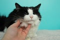 black and white fluffy cat with yellow being petted Royalty Free Stock Photo