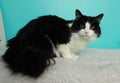 black and white fluffy cat with yellow lying down