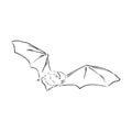 black and white flying Halloween vampire bat, sketch style vector illustration isolated on white background. bat vector Royalty Free Stock Photo