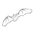 black and white flying Halloween vampire bat, sketch style vector illustration isolated on white background. bat vector Royalty Free Stock Photo