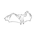 black and white flying Halloween vampire bat, sketch style vector illustration isolated on white background. bat vector Royalty Free Stock Photo