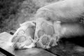 Black and white Foot of the White lion