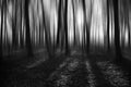 Black and White forest Royalty Free Stock Photo