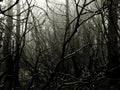 Black and White Forest in the Dense Fog