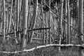 Black and white forest of tall aspen trees with fallen trunks in a Colorado landscape scene Royalty Free Stock Photo