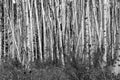 Black and white forest of tall aspen trees trunks in a Colorado landscape scene Royalty Free Stock Photo