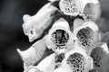 Black and white of Foxglove flowers in full bloom Royalty Free Stock Photo