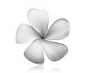 Black and white Frangipani flower on white background Royalty Free Stock Photo
