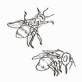 Black and white freehand sketches of bees. beekeeping. mascot and design of bee products and honey. hand draw. vector.