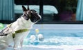 A black and white French bulldog sitting by a swimming pool ready for exercise Royalty Free Stock Photo