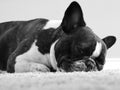 Black and white french bulldog snoozing