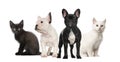 Black and white French bulldogs and kittens