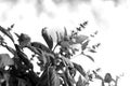 Black and white fresh basil plant Royalty Free Stock Photo